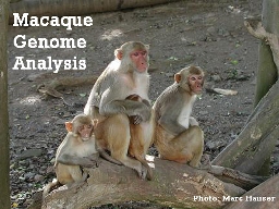 Macaque genome analysis